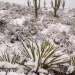 Snow in the Sonoran Desert by Byron Neslen Photography