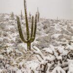 Snowing in the Sonoran Desert by Byron Neslen Photography