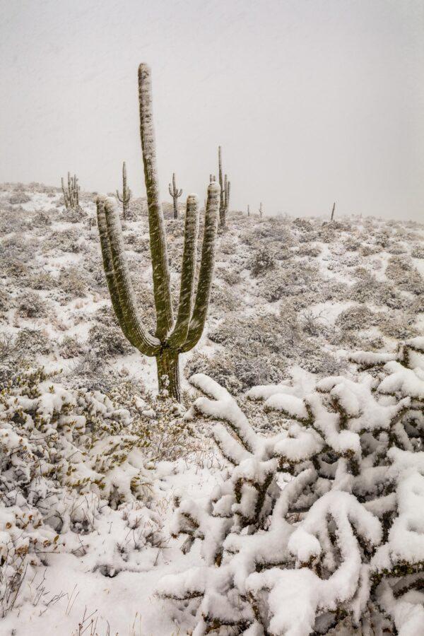 Snowing in the Sonoran Desert by Byron Neslen Photography