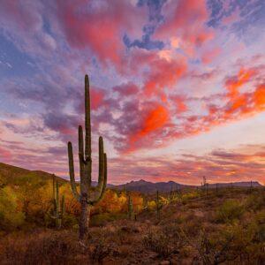 Sonoran Desert Autumn Sunset by Byron Neslen Photography