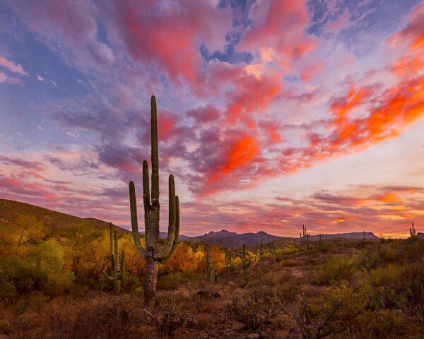 Sonoran Desert Autumn Sunset by Byron Neslen Photography