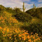 Sonoran Desert Wildflower by Byron Neslen Photography