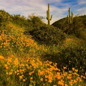 Sonoran Desert Wildflower by Byron Neslen Photography