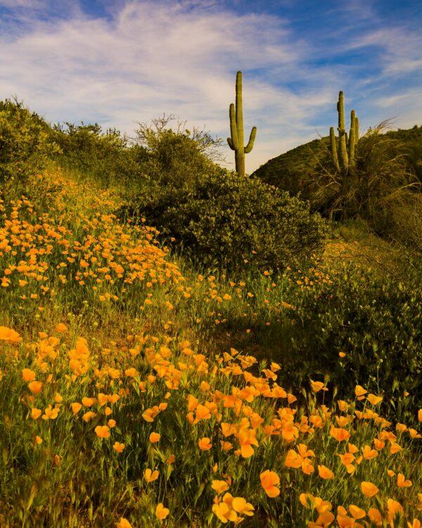 Sonoran Desert Wildflower by Byron Neslen Photography