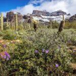 Superstitions with Spring Flowers and Snow by Byron Neslen Photography