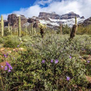 Superstitions with Spring Flowers and Snow by Byron Neslen Photography