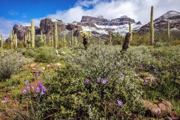 Superstitions with Spring Flowers and Snow by Byron Neslen Photography