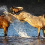 The Kick by Byron Neslen Photography