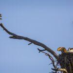 Three is a Crowd by Byron Neslen Photography