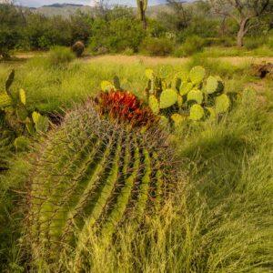 Wet Monsoon in Saguaro National Park East by Byron Neslen Photography