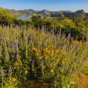 Wildflowers at Bartlett Lake by Byron Neslen Photography