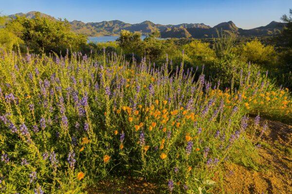Wildflowers at Bartlett Lake by Byron Neslen Photography