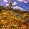 Wildflowers in the Sonoran Desert by Byron Neslen Photography