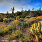 Arizona Wildflowers by Cheyenne L Rouse Photography