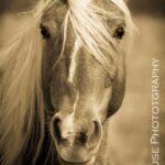 Wild Palomino by Cheyenne L Rouse Photography