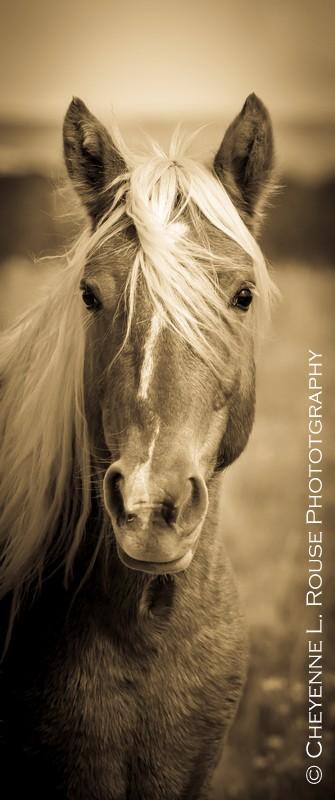 Wild Palomino by Cheyenne L Rouse Photography