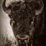 Bison by Cheyenne L Rouse Photography