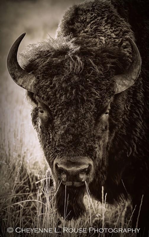 Bison by Cheyenne L Rouse Photography
