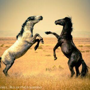 Desert Duel by Cheyenne L Rouse Photography