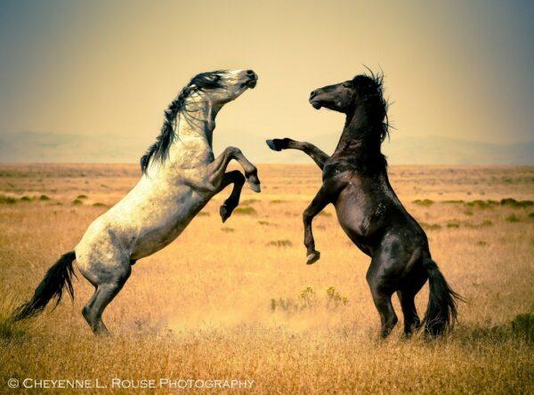 Desert Duel by Cheyenne L Rouse Photography