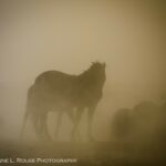 Dust in the Wind by Cheyenne L Rouse Photography