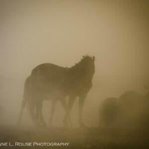 Dust in the Wind by Cheyenne L Rouse Photography