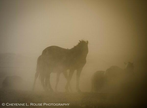 Dust in the Wind by Cheyenne L Rouse Photography
