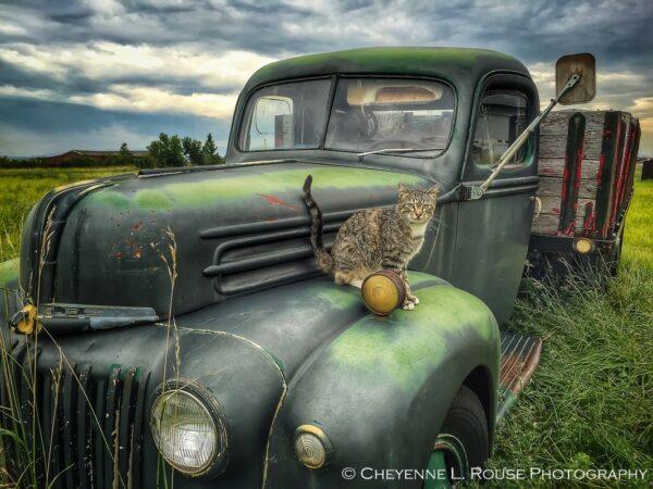Feline Ford by Cheyenne L Rouse Photography