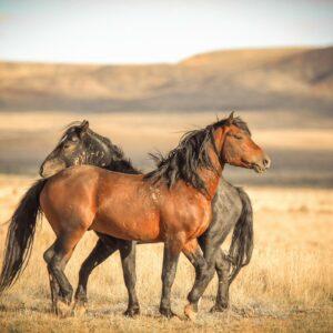 Fighters by Cheyenne L Rouse Photography