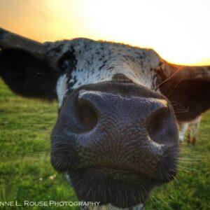 Mama Longhorn by Cheyenne L Rouse Photography