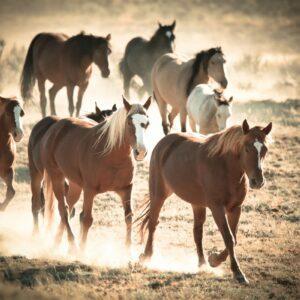 On the Move by Cheyenne L Rouse Photography