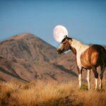 Onaqui Moon by Cheyenne L Rouse Photography