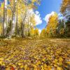 Autumn Leaves on Kaibab Forest Road by Byron Neslen