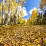 Autumn Leaves on Kaibab Forest Road by Byron Neslen
