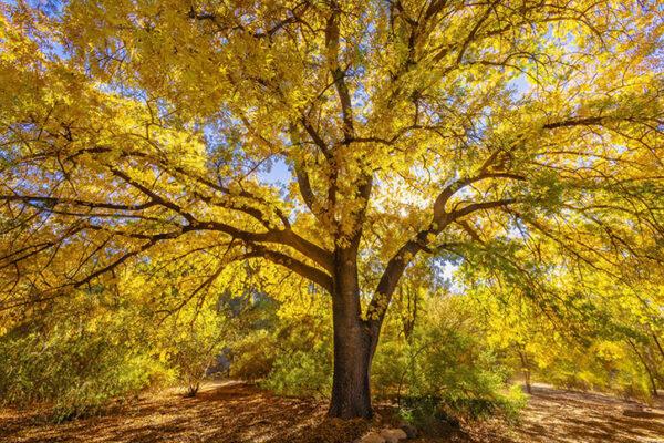 Autumn-at-Boyce-Thompson-Arboretum-by-Byron-Neslen-Photography