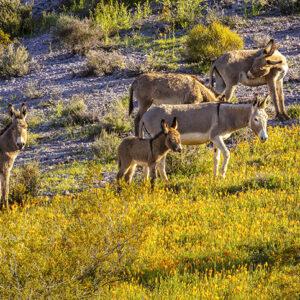 Burros and Flowers