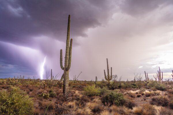 Lightning Monsoon in the Sonoran Desert