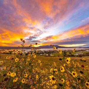 Mormon Lake Sunflowers Sunset by Byron Neslen