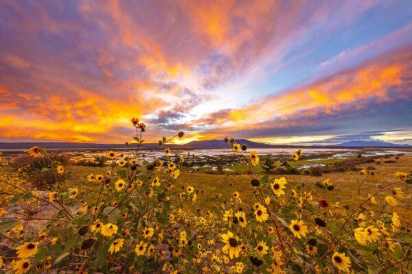 Mormon Lake Sunflowers Sunset by Byron Neslen