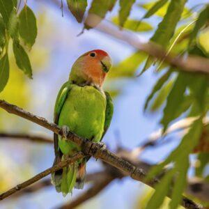 Peach Face Lovebird by Byron Neslen Photography