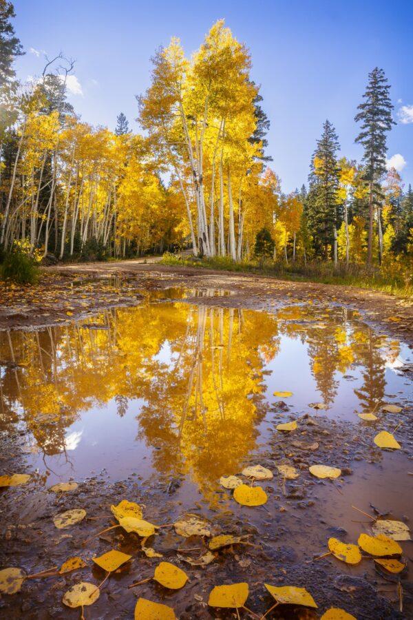 Puddle Reflection In the Kaibab Forest 1