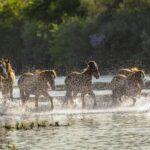 Running-Salt-River-Horses-by-Byron-Neslen-Photograph