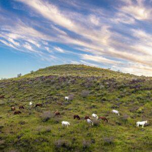 Salt-River-Horses-Spring-by-Byron-Neslen-Photography