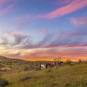 Salt-River-Horses-Sunset-by-byron-neslen-photography