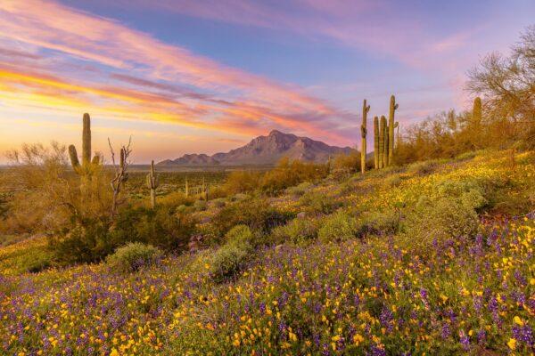 Spring-Sunset-at-Picacho-Peak-2-by-Byron-Neslen-Photography
