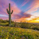 Spring-Sunset-at-Picacho-Peak-by-Byron-Neslen-Photography