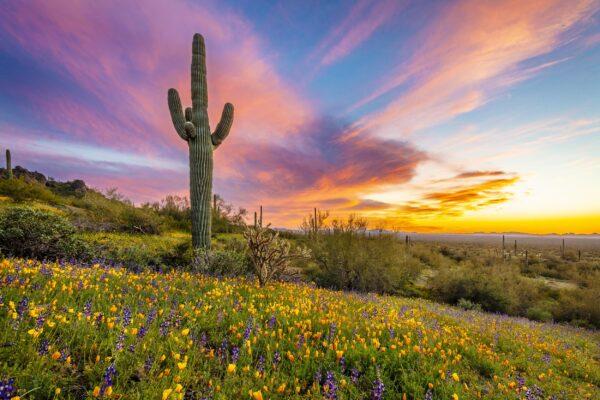 Spring-Sunset-at-Picacho-Peak-by-Byron-Neslen-Photography