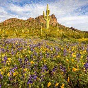 Spring-at-Picacho-Peak-Horizontal-by-Byron-Neslen-Photography