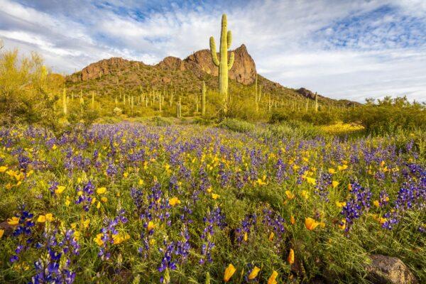Spring-at-Picacho-Peak-Horizontal-by-Byron-Neslen-Photography