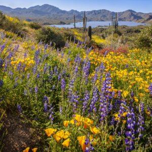 Spring at Picacho Peak Horizontal